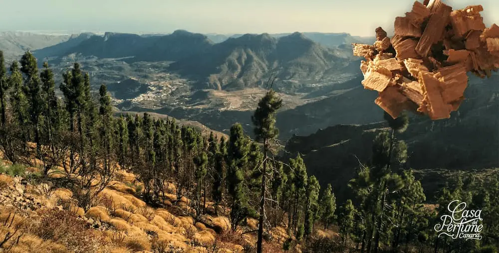 Madera de te, corazón del pino Canario.