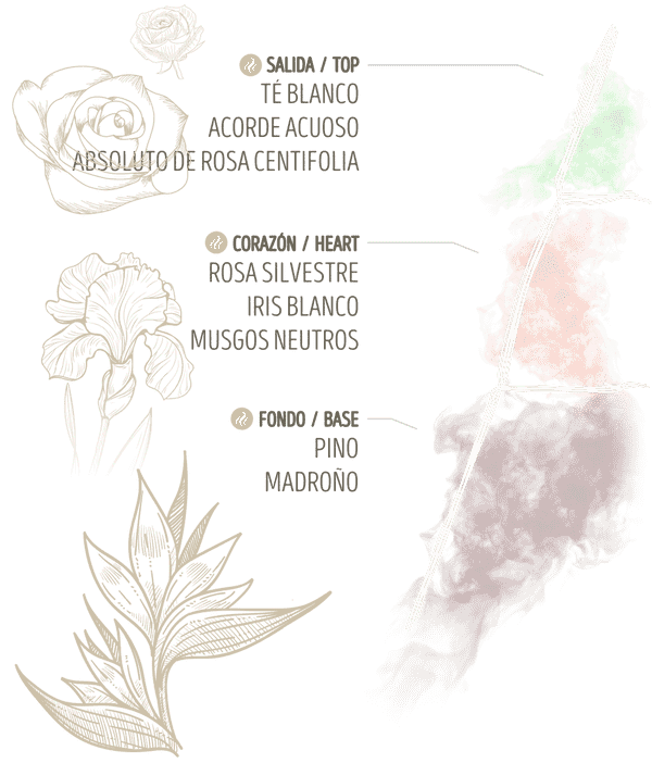 Té Blanco, Rosa Silvestre, Iris blanco, Pino
